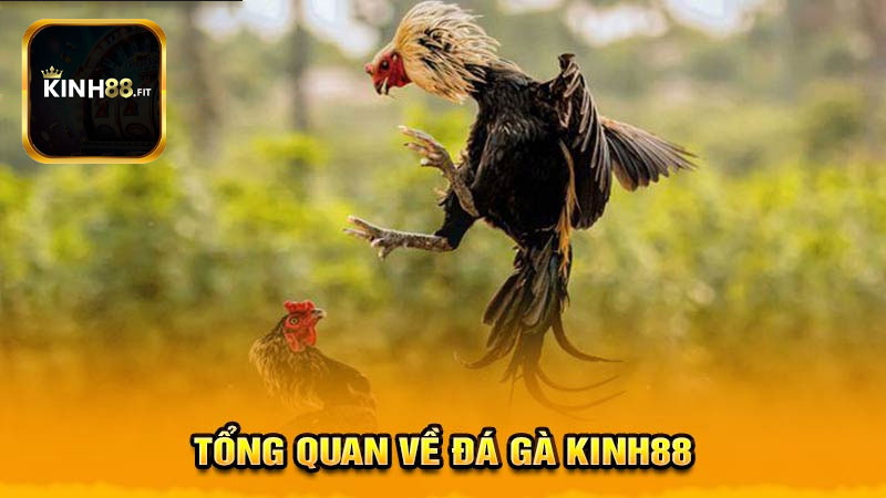 Khái quát về sảnh đá gà Kinh88