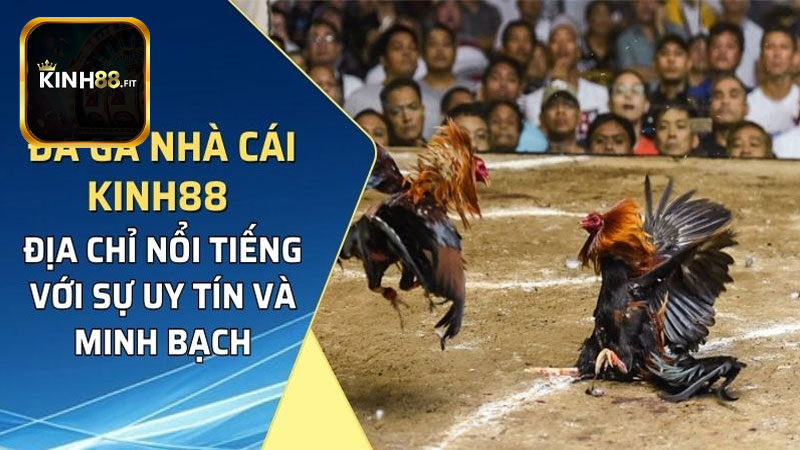 Yếu tố tạo nên sức hút cho đá gà Kinh88?